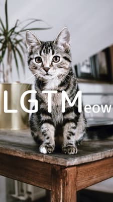 lgtm-cat-image