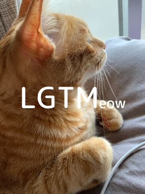 lgtm-cat-image