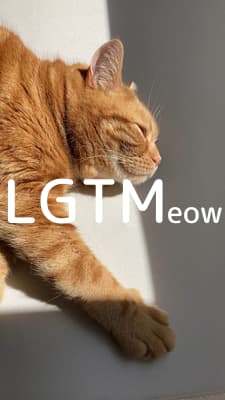 lgtm-cat-image